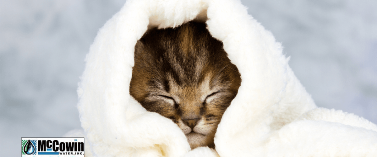 Kitten wrapped in a plush towel after bathing in soft water, symbolizing comfort and purity from a whole-home water softener system.