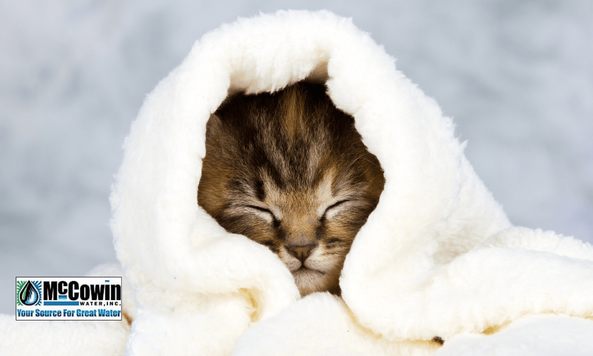 Kitten wrapped in a plush towel after bathing in soft water, symbolizing comfort and purity from a whole-home water softener system.